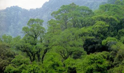 亚热带常绿阔叶林和常绿硬叶林有什么区别？