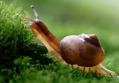 蜗牛的生活习性是什么？