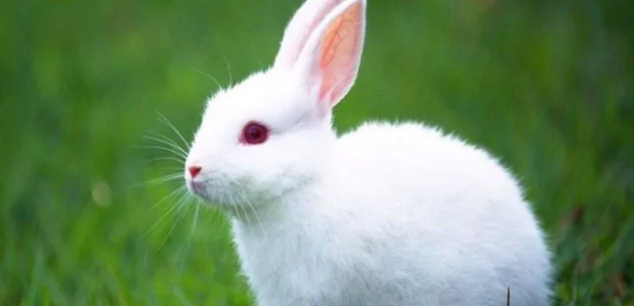 小白兔的特点是什么？
