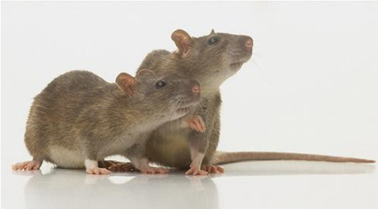 老鼠分为几种