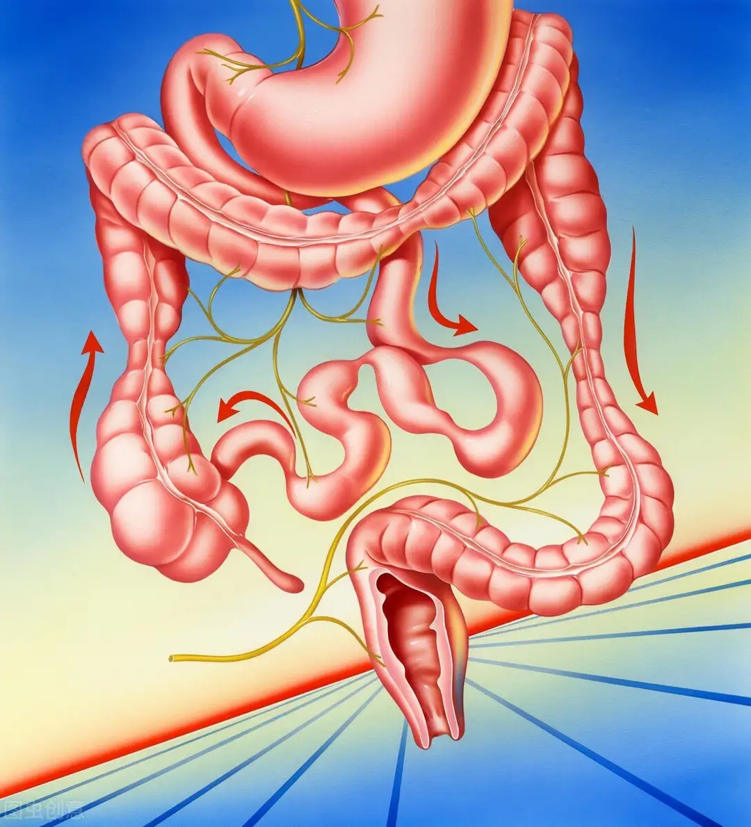 杭州一阿姨吃3年酵素肠子表面像蛇皮，这件事给予我们什么警示？
