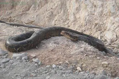 广东一工地碎石堆掉出50多斤重大蟒蛇，这蛇从何而来？